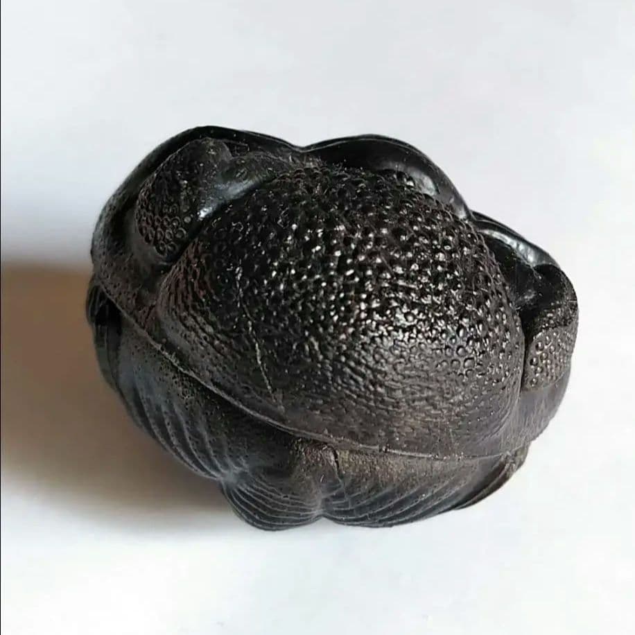 化石　骨格　標本　三葉虫　ファコプス　大型種