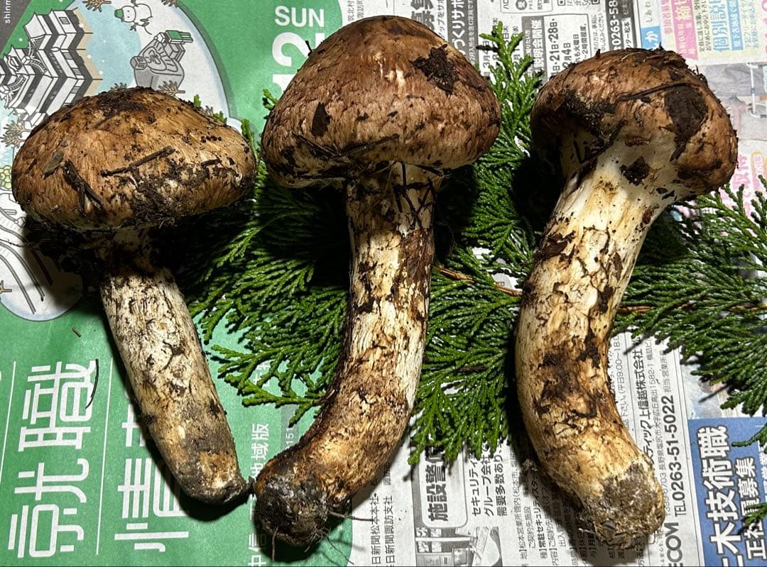 ☆信州産松茸☆今現在約335グラム☆まつたけ☆クール便送料着払い☆国産松茸☆①☆