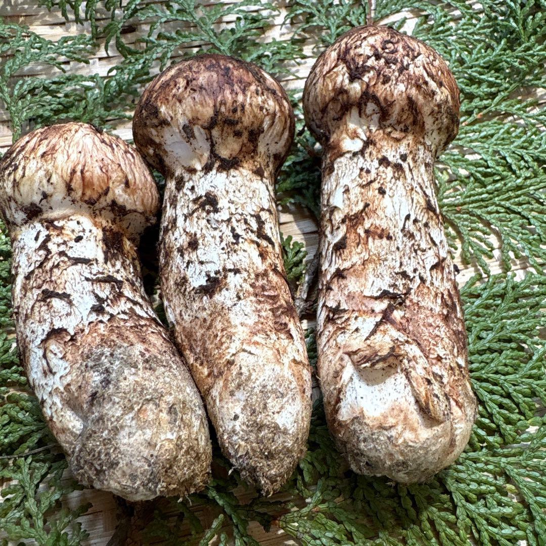 長野県南信州産‼️松茸 大小　3本セット 167g 10/28朝採れ