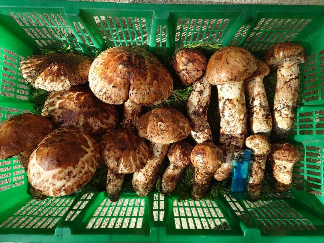 松茸　国産　岐阜県産