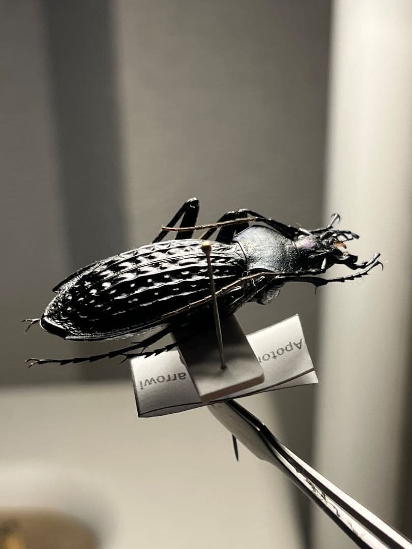 【43mm】アロウトゲオサムシ エリスカブリモドキ標本　オサムシ