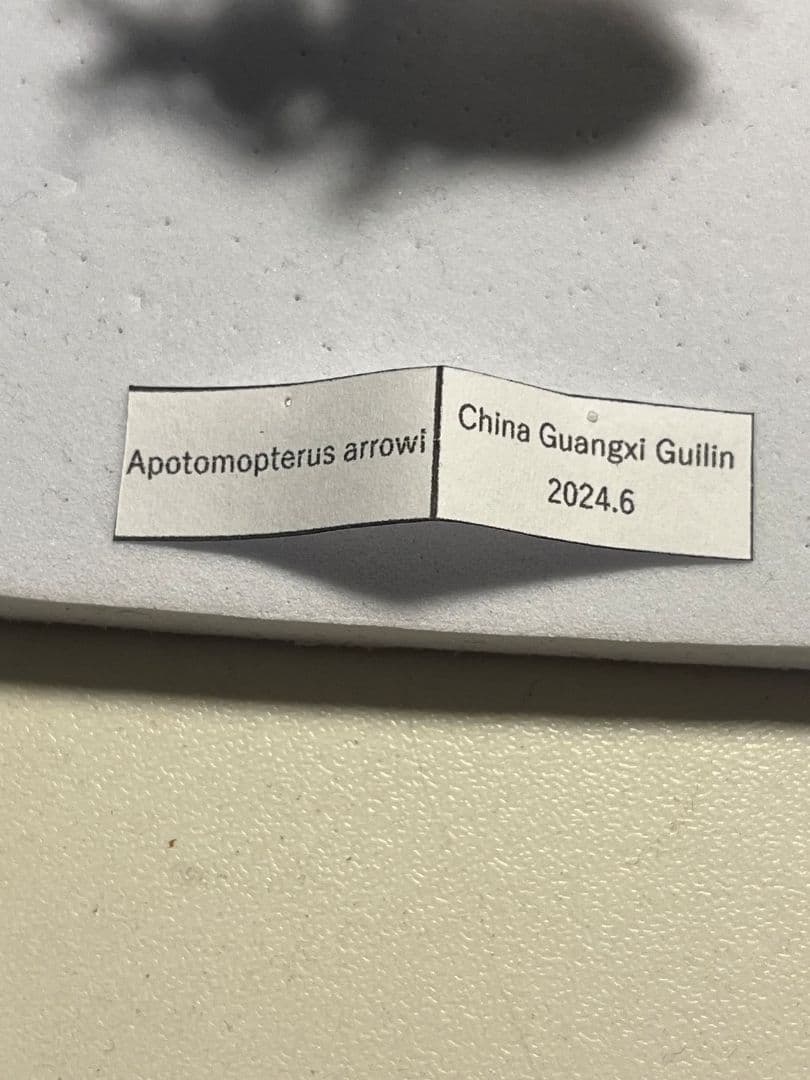 【43mm】アロウトゲオサムシ エリスカブリモドキ標本　オサムシ