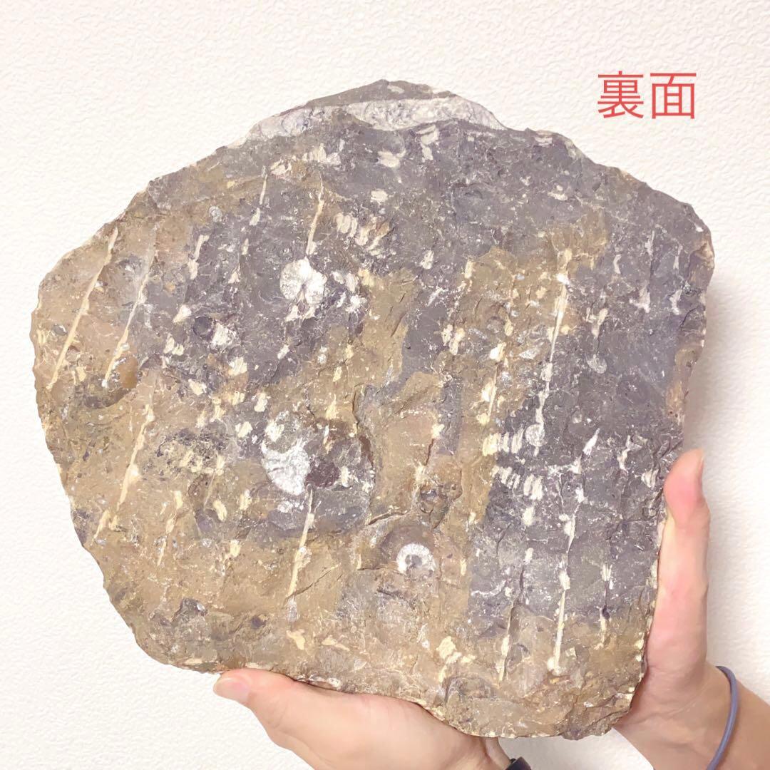 【希少‼︎】モロッコ産　アンモナイト　オルソセラス　3億7千年前　化石