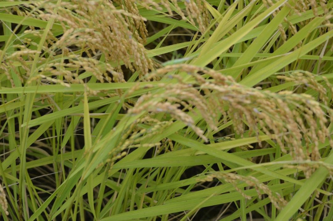 奇蹟の米「ゆうだい21」　玄米30㎏　格安販売　(送料無料)