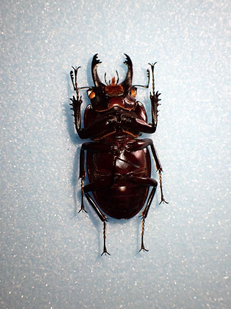 【標本】ヤエヤママルバネクワガタ　石垣島産　57.0ミリ　野外品　規制前採集品