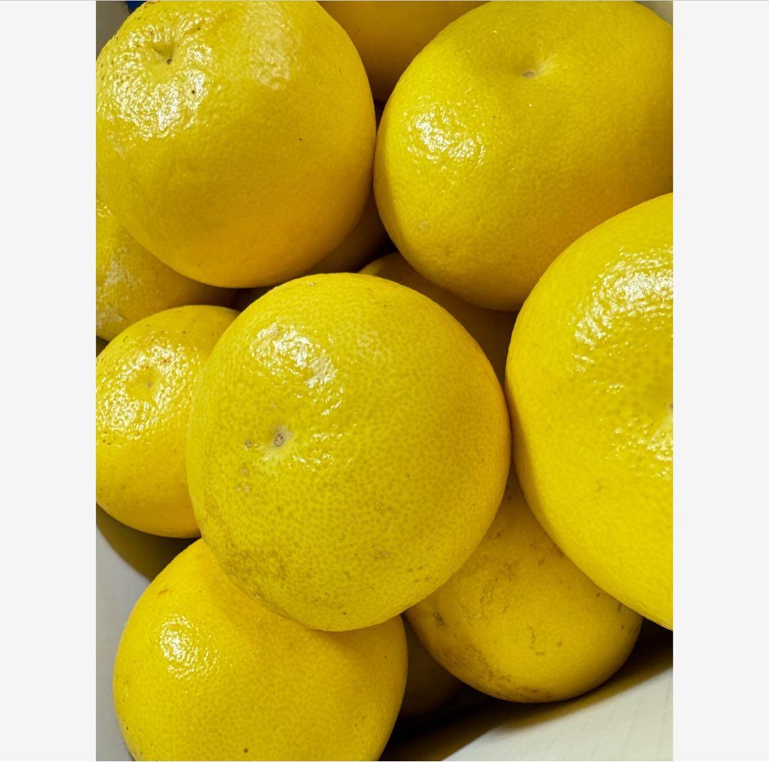 14高知特産 露地栽培 土佐文旦 3L4L文旦 約20kg 大玉 サイズ