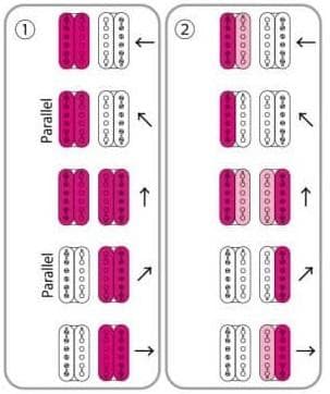 Kiesel DelosHD Bareknuckle ヘッドレス モディファイ