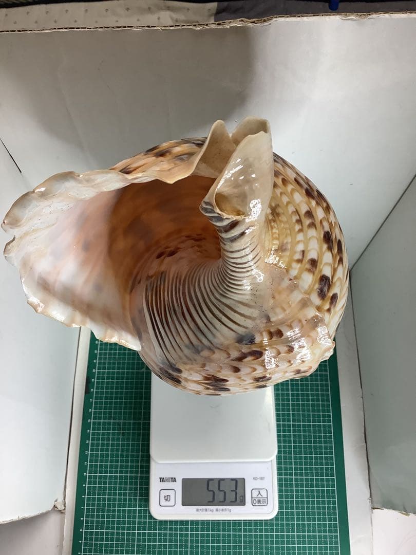 ヤフメリ16・法螺貝・山伏・修験者・戦国武将・縁起物・魔除・安全登山・熊除け笛