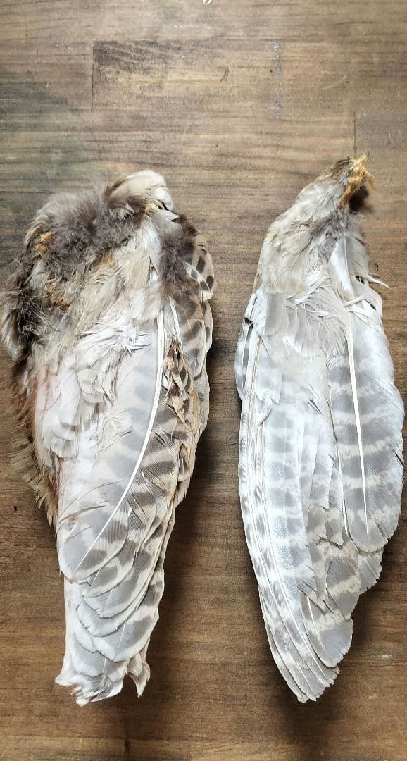 ​【高級】METZ メッツ ハックル 2種 ＆ フェザントウィング セット