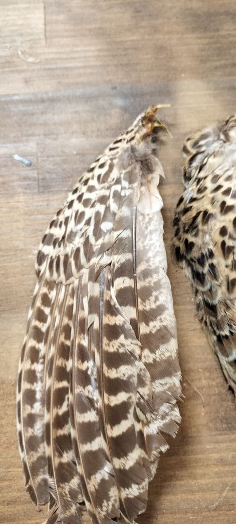 ​【高級】METZ メッツ ハックル 2種 ＆ フェザントウィング セット