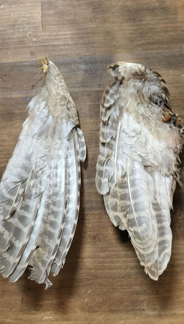 ​【高級】METZ メッツ ハックル 2種 ＆ フェザントウィング セット