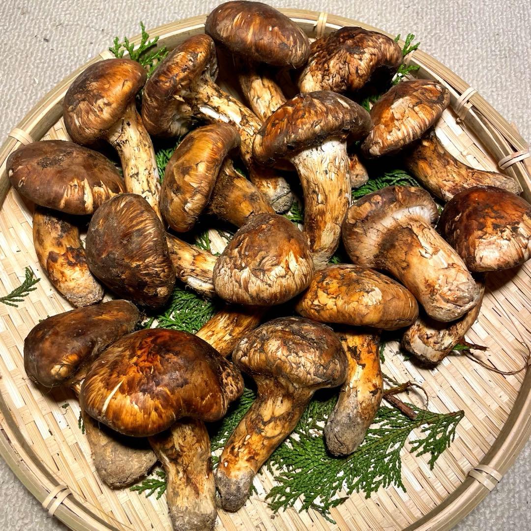 松茸　国産　山梨県　1kgセット