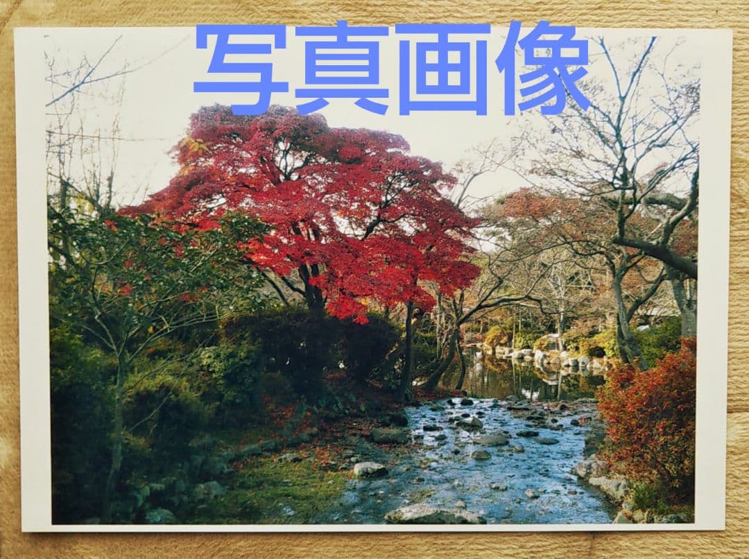 油絵 風景画 京都もみじ P10【11月】