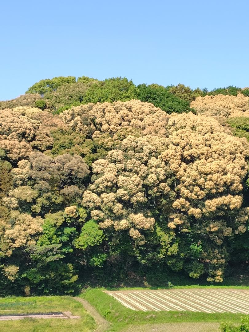 ♥️★極み稀少限定品『100％純粋春蜜の2瓶セット』《幻の天然完熟百花蜜》