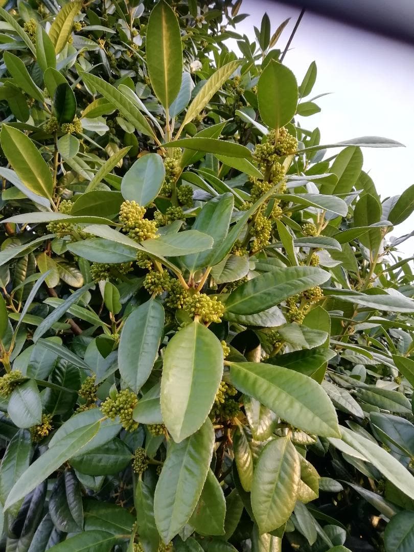 ♥️★極み稀少限定品『100％純粋春蜜の2瓶セット』《幻の天然完熟百花蜜》