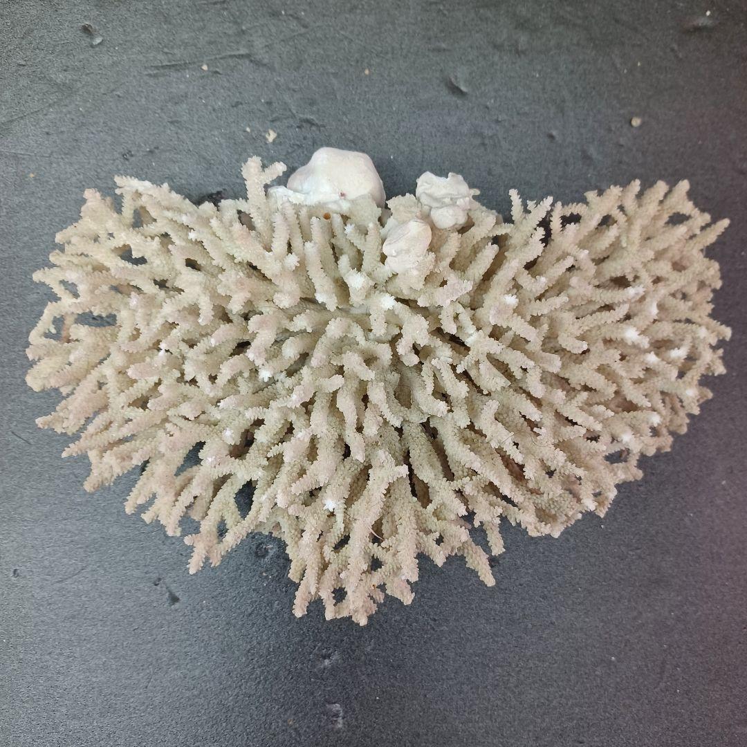 MURANO Crate&Barrel Aquatic Bowl ムラノ ボール