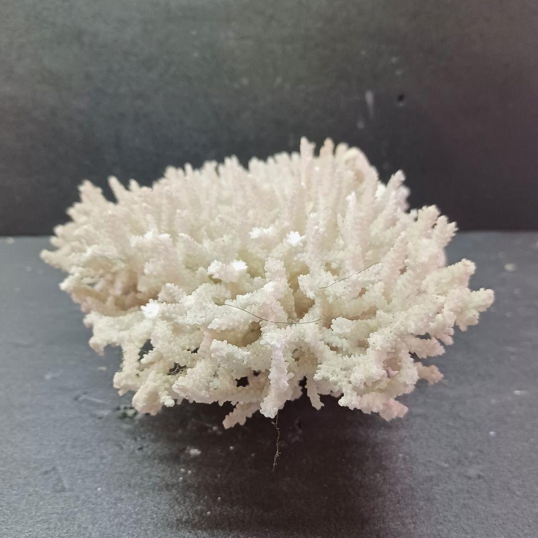 MURANO Crate&Barrel Aquatic Bowl ムラノ ボール