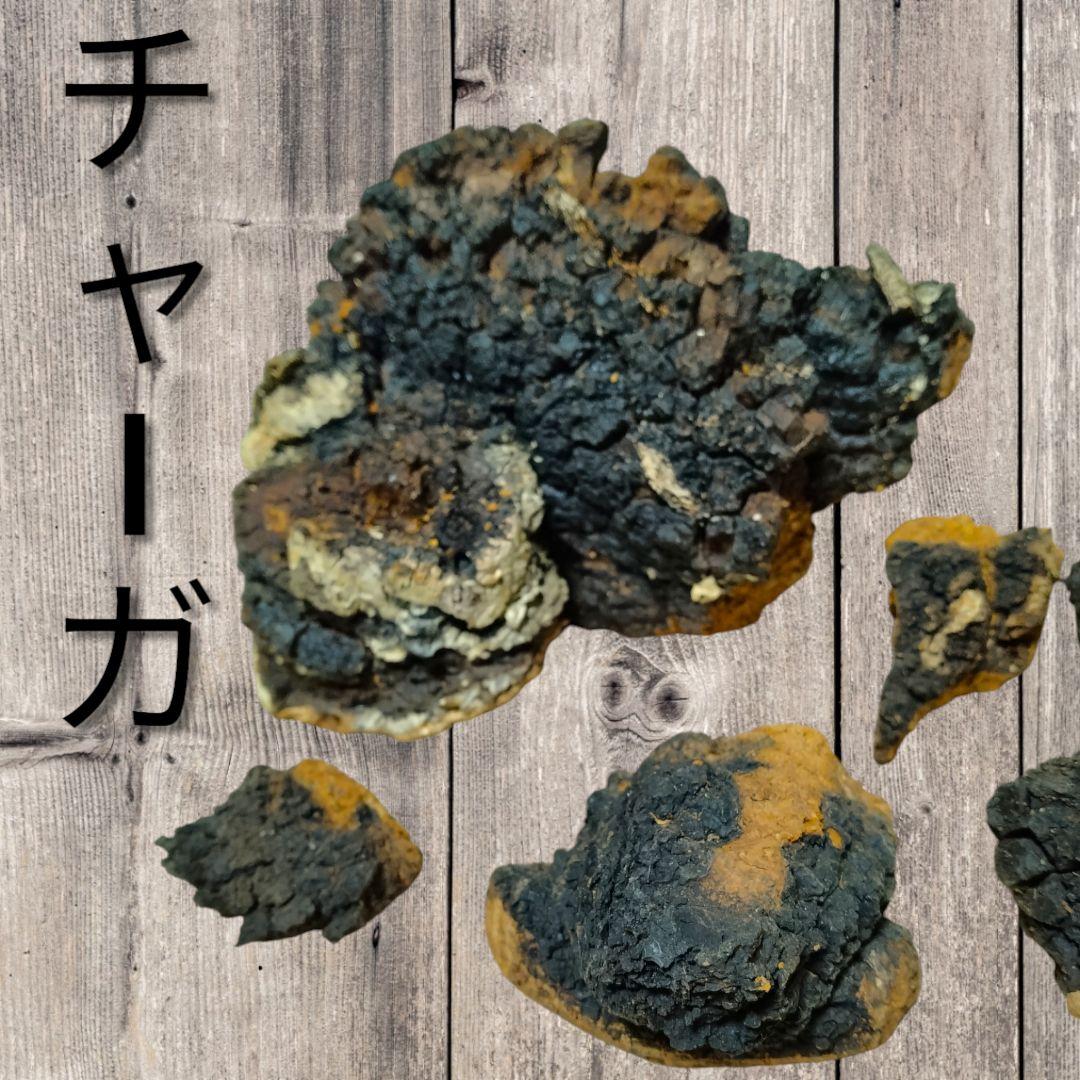 ★北海道産天然カバノアナタケ(チャーガ)　かたまり500g★送料無料★