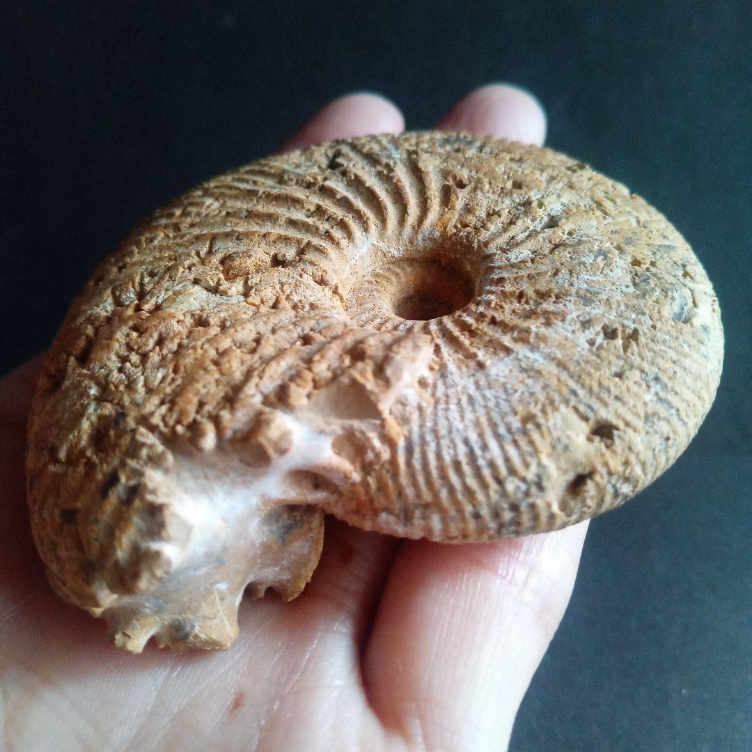 化石　骨格　標本　ジュラ紀　密巻きアンモナイト　希少種