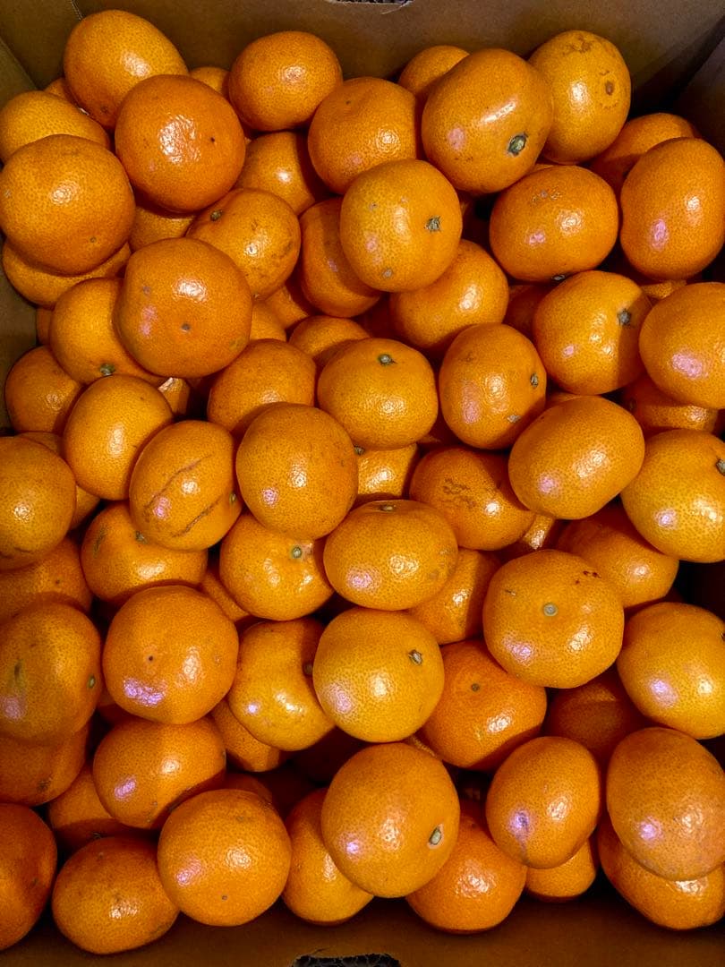 ⑤温州みかん 樹熟大坊みかん 優品(家庭用傷あり)2S、S、10kg