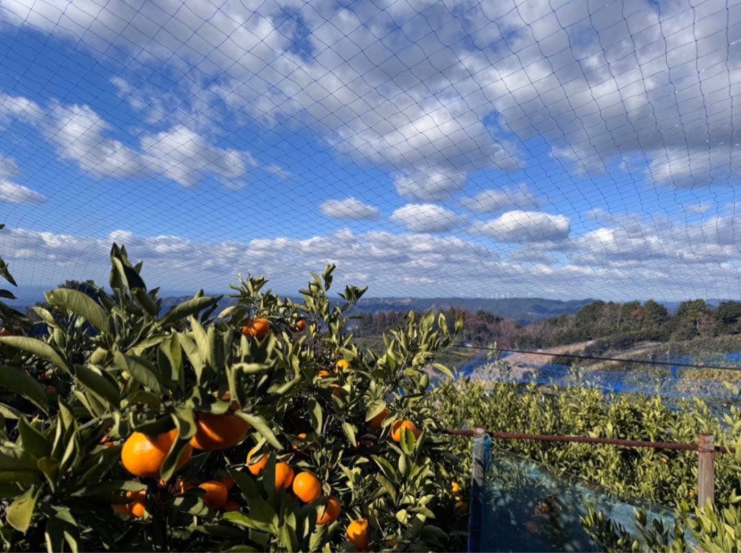 ⑤温州みかん 樹熟大坊みかん 優品(家庭用傷あり)2S、S、10kg