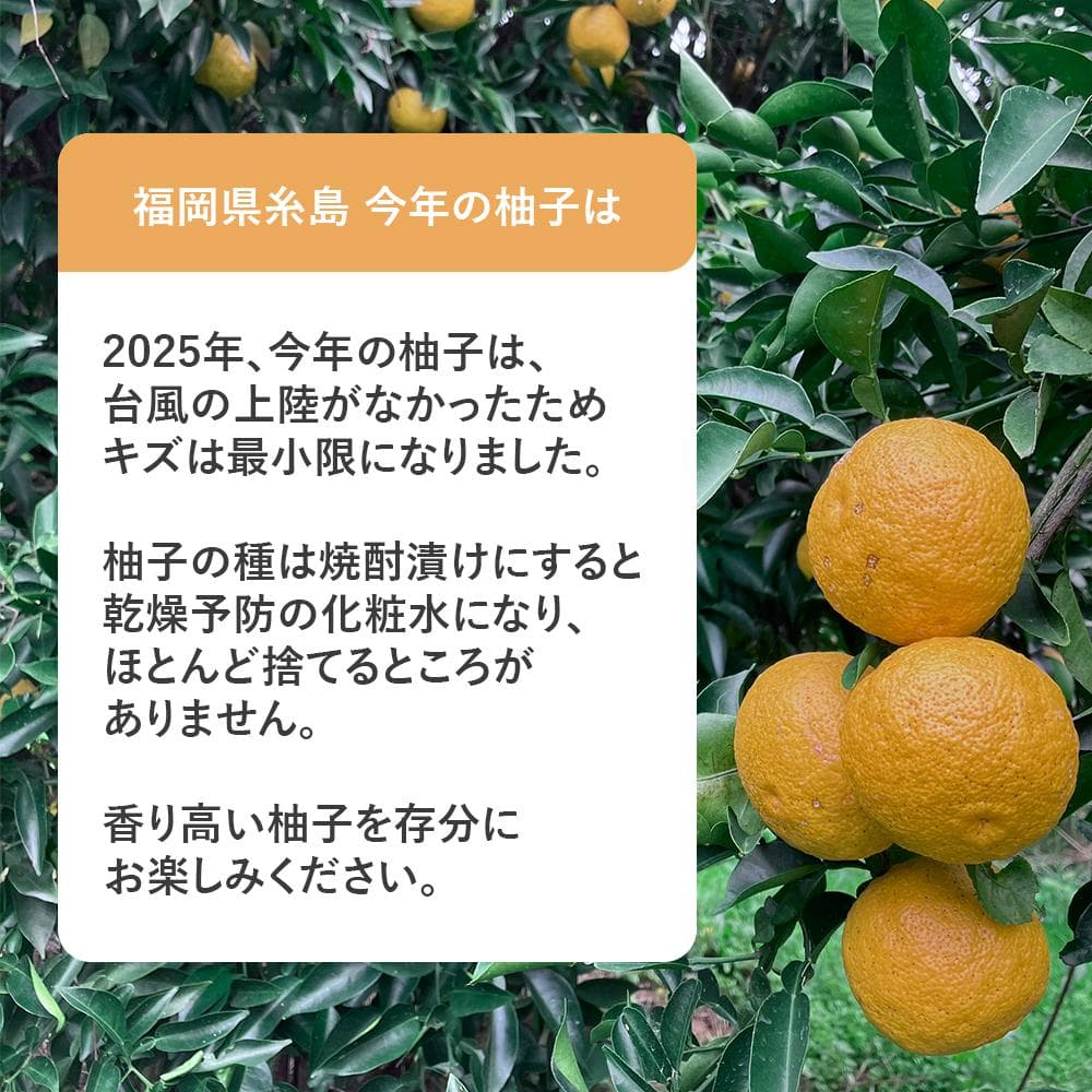 福岡県 糸島産 柚子 ゆず 4.5kg 約40～50個 業務用 家庭用 レシピ付