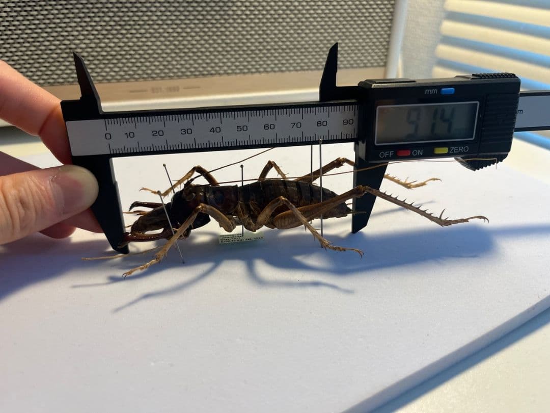 【極美展足】アゴコロギス ダイオウクロギリス オーストラリア 直翅類標本