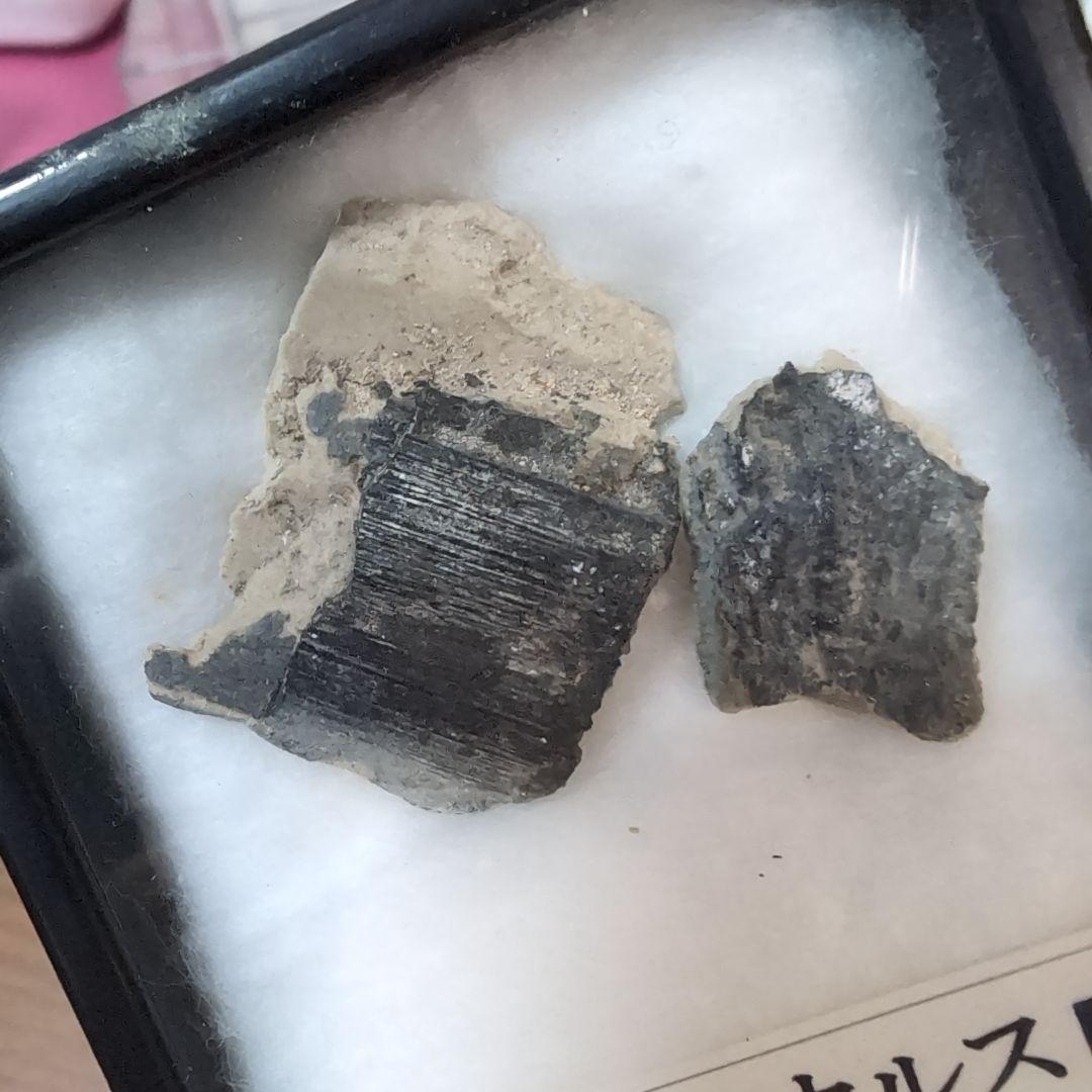 本物　海生爬虫類　イクチオサウルスの頭骨片化石　イギリス　ラベルケース付き