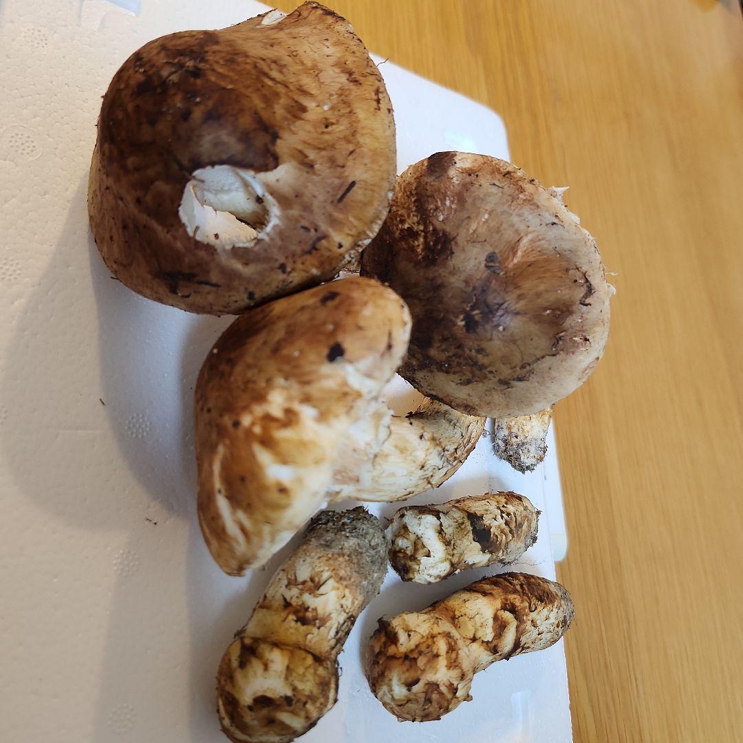 【訳あり】10/26朝採れ　広島県産　松茸250g