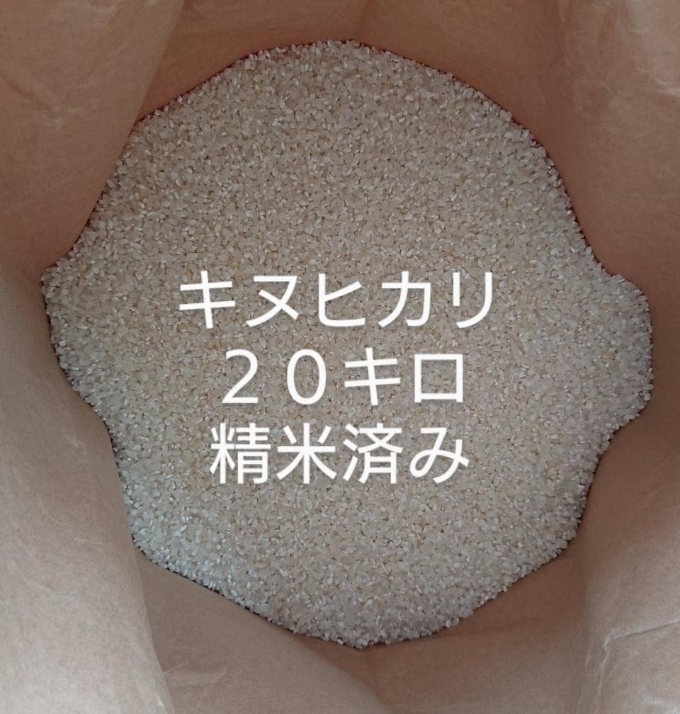 キヌヒカリ ２０キロ 精米済み 白米 お米