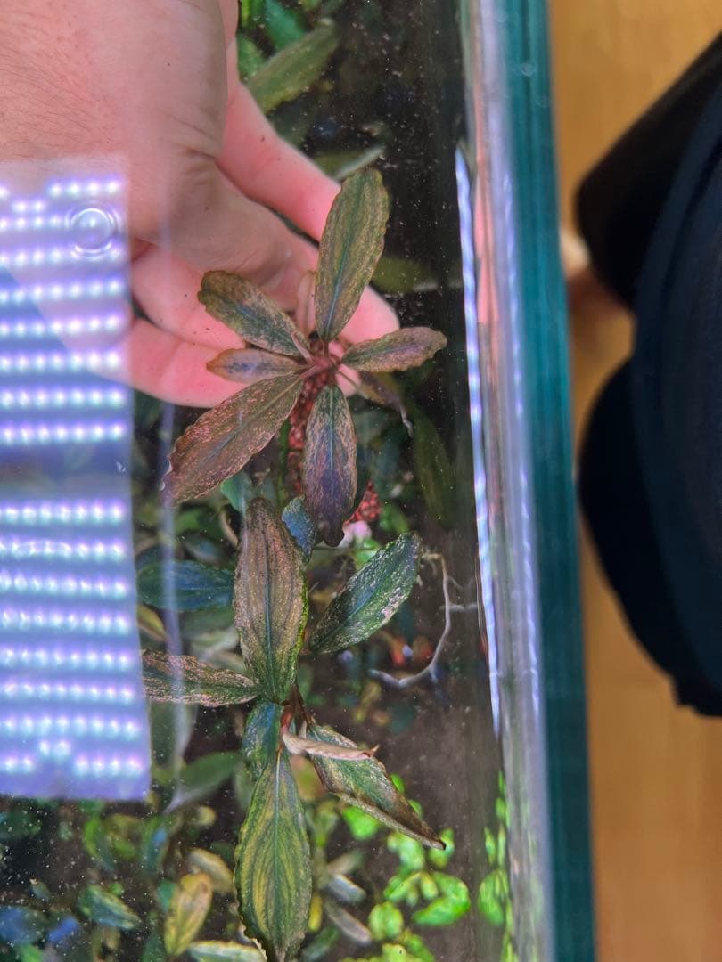 ブセファランドラｓｐ. ピンクバリエガータい斑入り 水中葉 2株 大