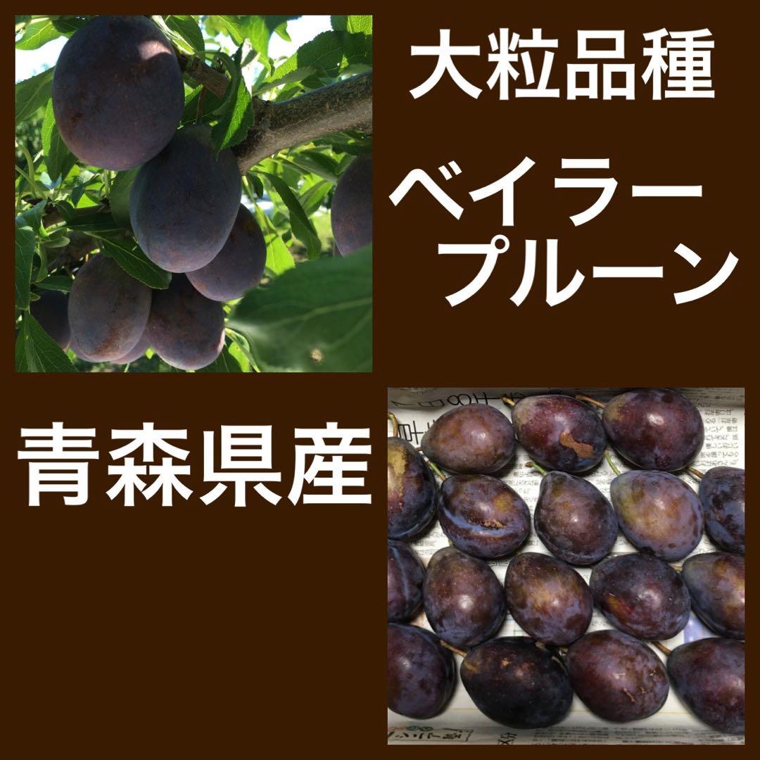 9月7日発送予定◆青森県産◆ベイラープルーン◆3kg✖️3箱