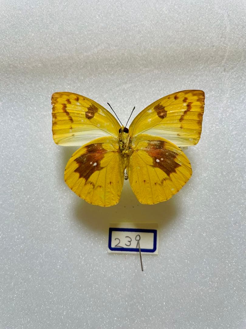 【異常型】ウスキシロチョウ（沖縄産、メス）