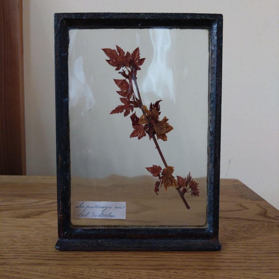 モリソン小林　押し花