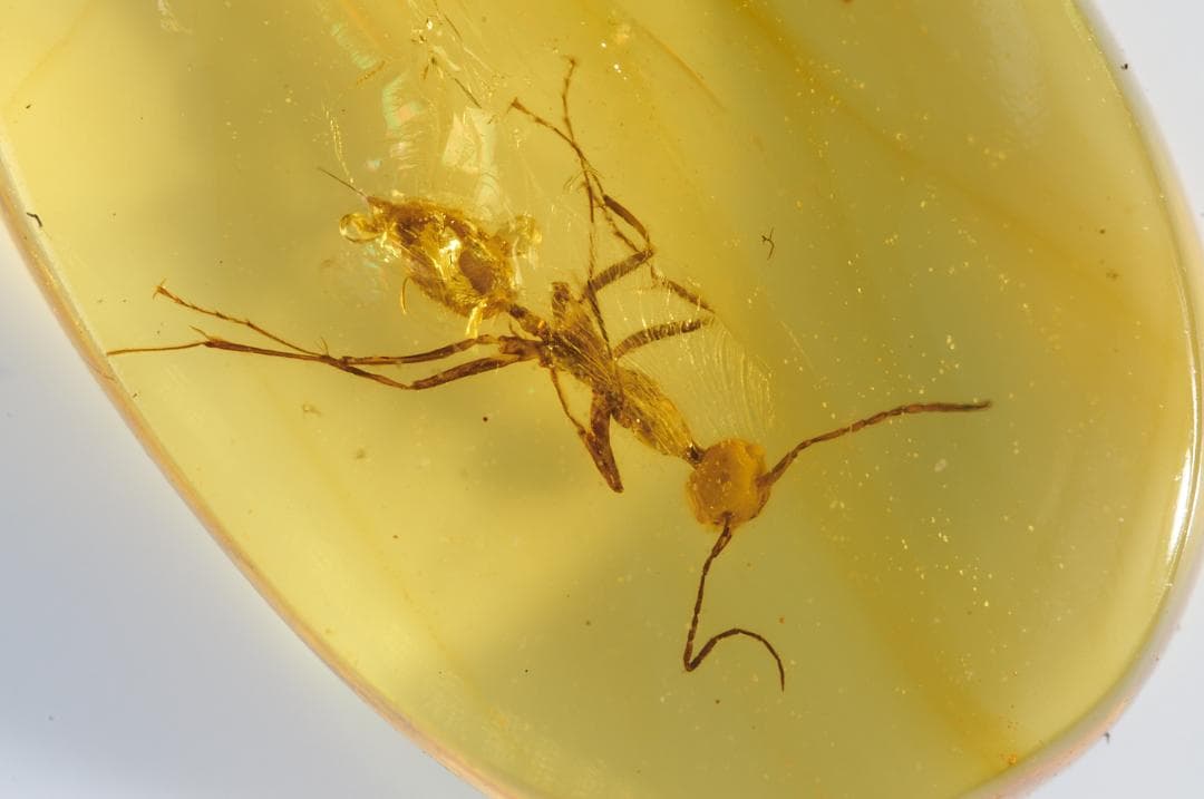 レア極上品 PA0007虫入り琥珀化石　ミャンマーカムティかタナイ9900万年前