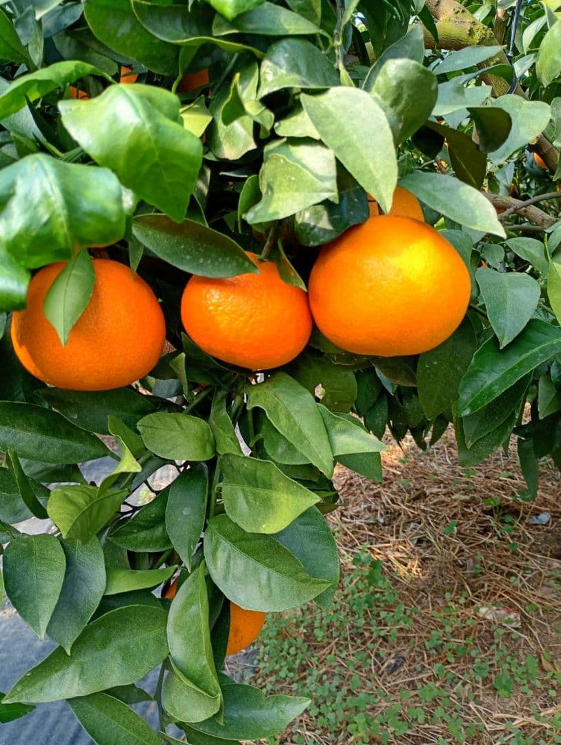 418愛果 まどんな 家庭用 10kg