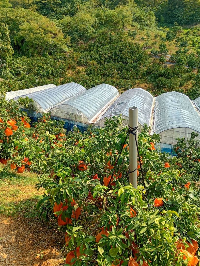 418愛果 まどんな 家庭用 10kg
