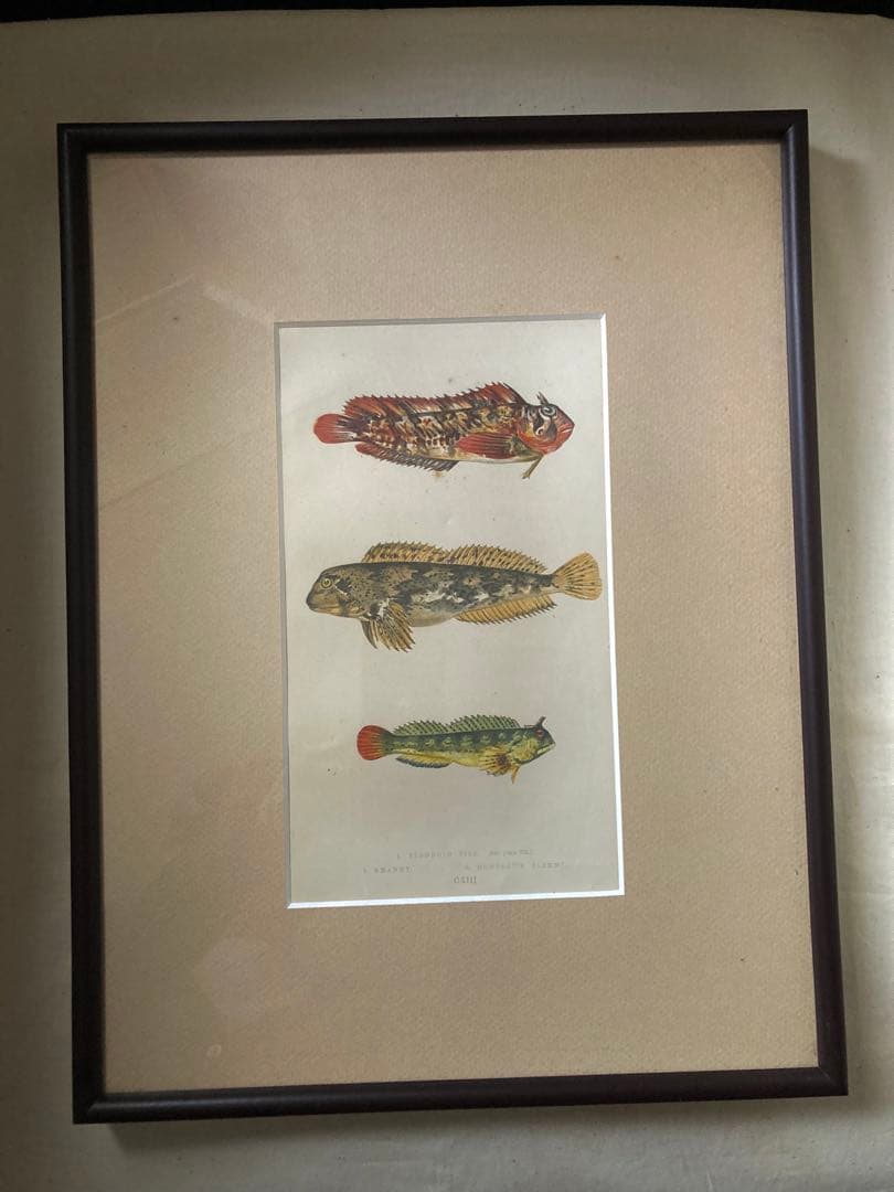 Couch 1878 Antique Fish 絵図