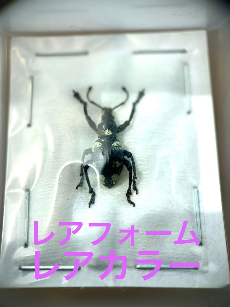 09153 美麗標本　カタゾウムシ