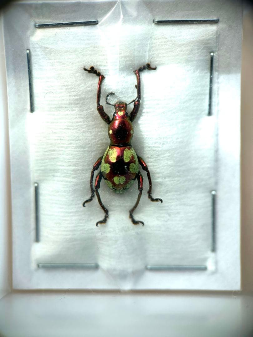 09153 美麗標本　カタゾウムシ