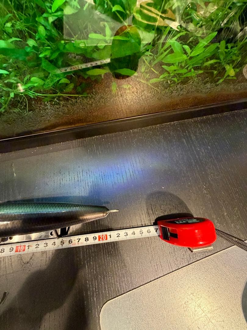 大型トップウォータープラグ 約26cm 未使用（裏面文字あり）