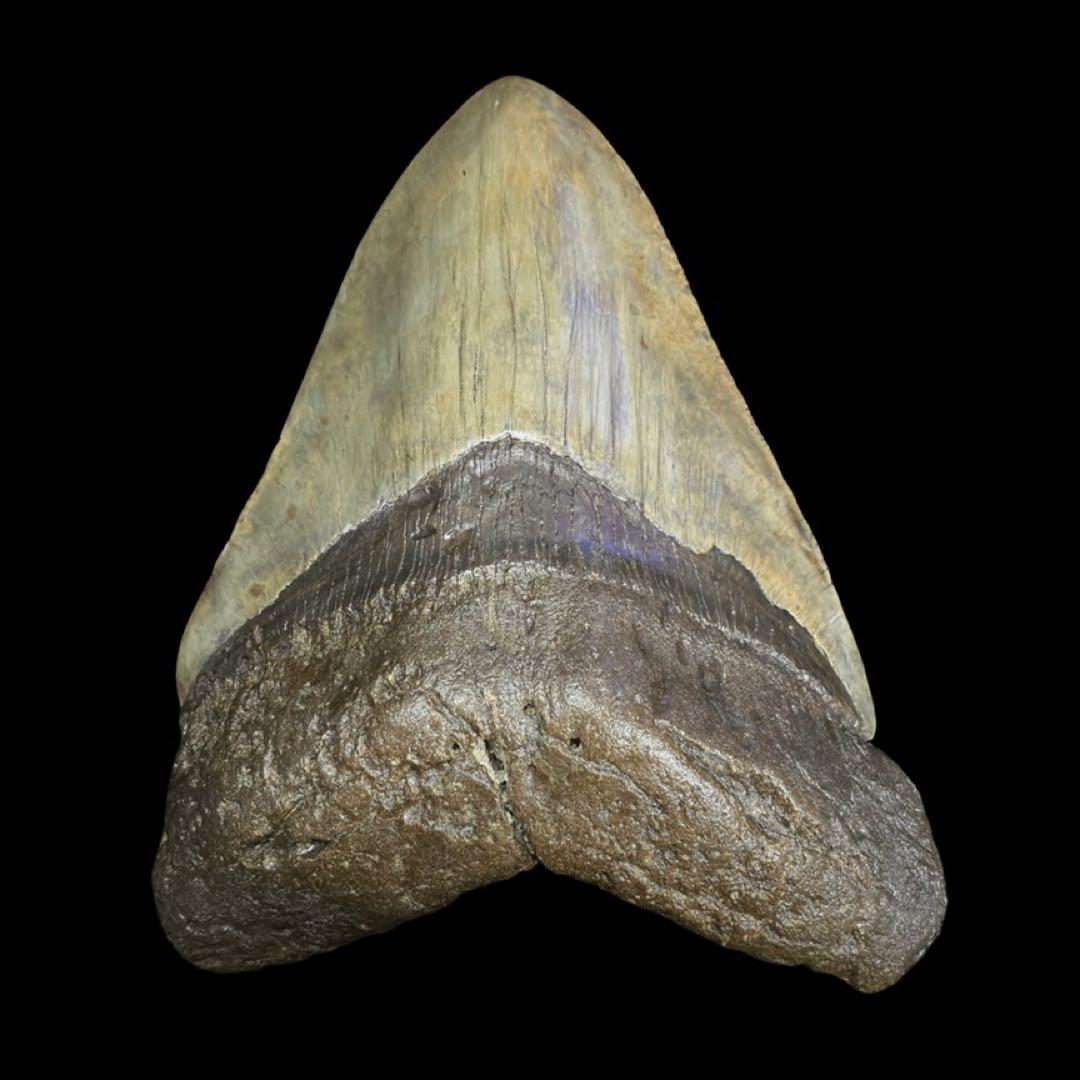 メガロドン　歯　化石　サウスカロライナ産　特大　最大