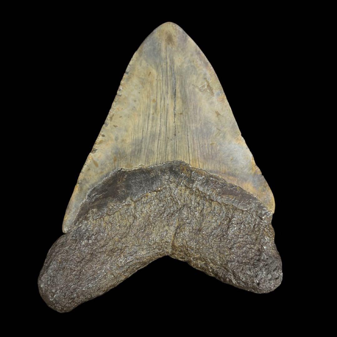 メガロドン　歯　化石　サウスカロライナ産　特大　最大