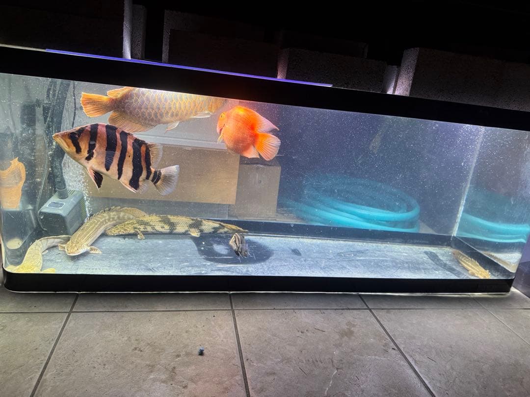 1200アクリル水槽 本体 大型水槽 別途配送可能