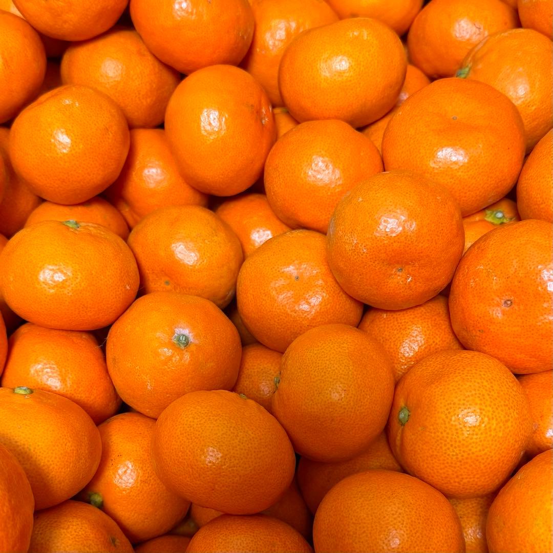 236)数量限定　甘すぎる　有田みかん　果物 　みかん　小玉　旬