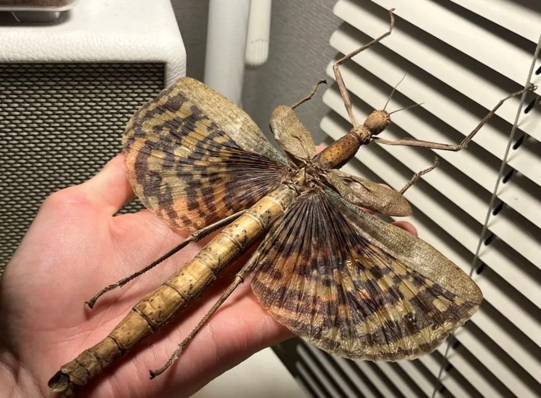 【200mm】ギガスオオトビナナフシの昆虫標本 コノハムシカマキリマンテ