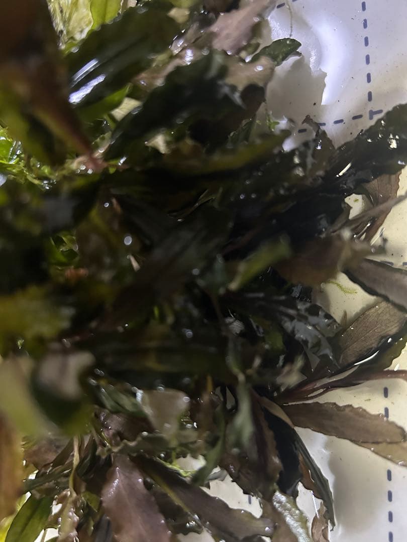 ブセファランドラ