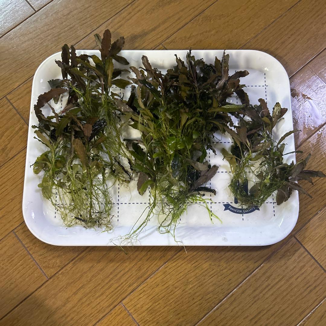 ブセファランドラ