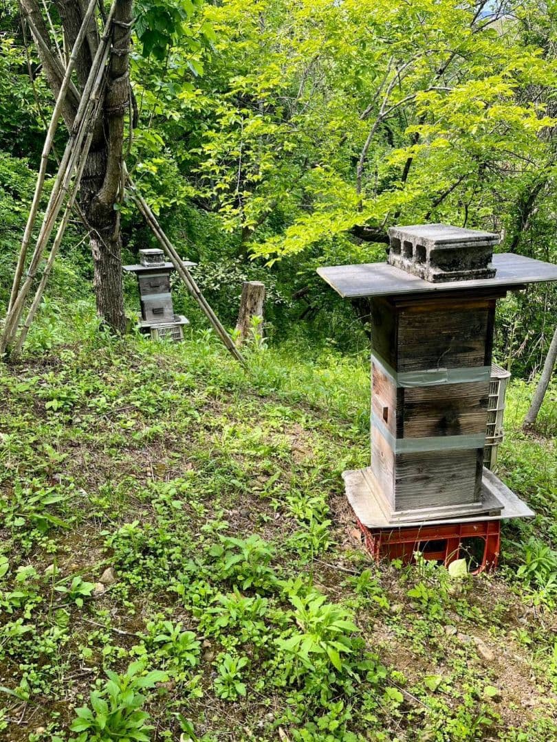 熟成1・2年　日本蜜蜂はちみつ 1200g 4本セット