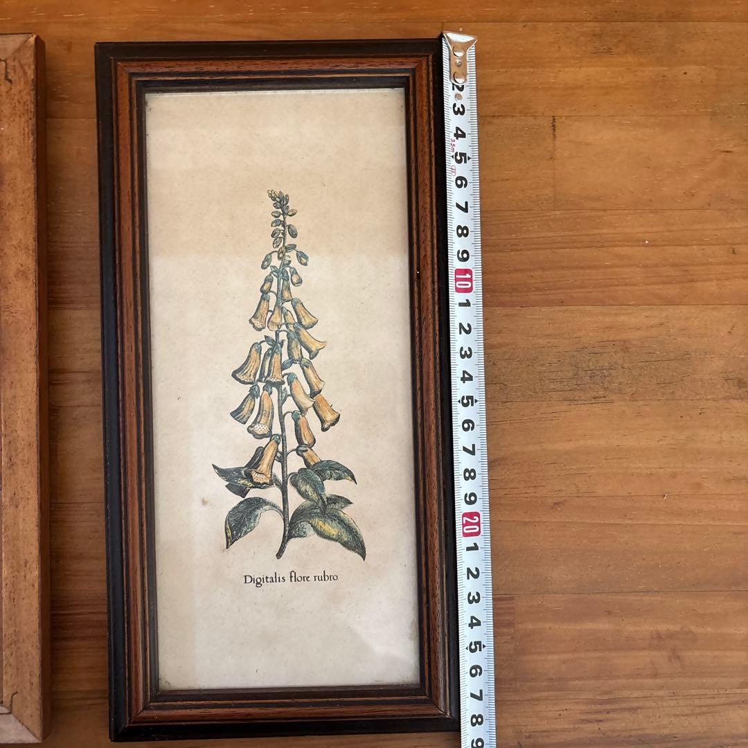 Lilium Montanum & Digitalis flower リトグラフ